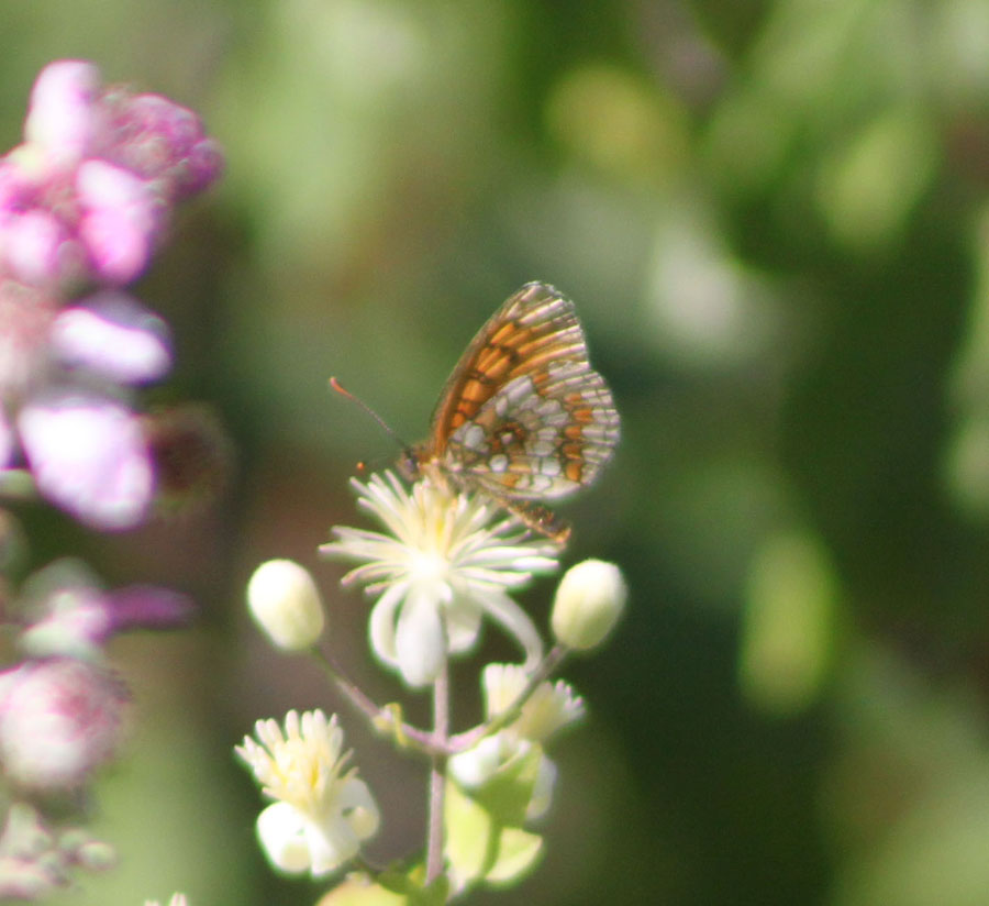 Melitaea o Argynnis ?